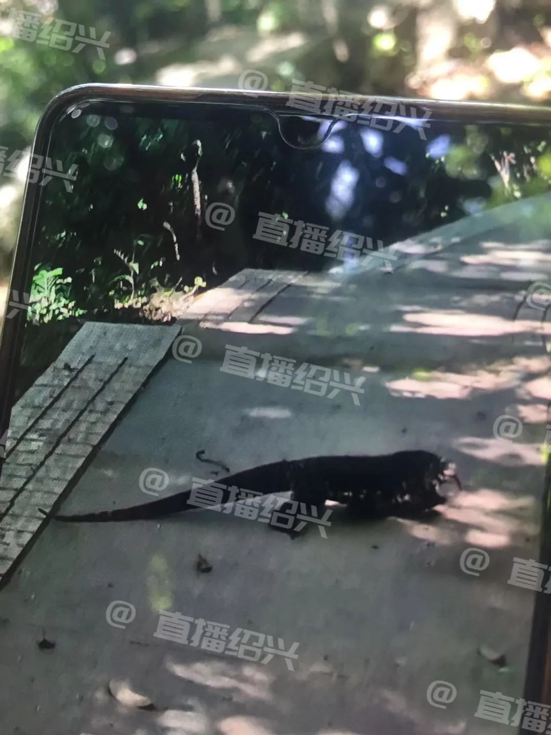 圖片